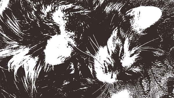 Le chat se repose, dessiné à la main - Repos en monochrome